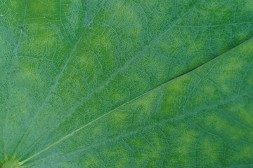 Leaf texture can use for background. Bauhinia acuminata