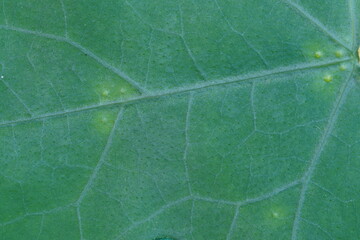 Leaf texture , super tight shot