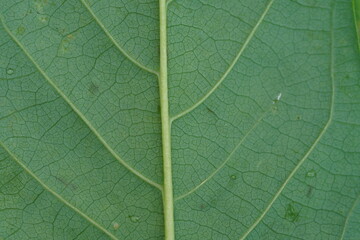 rear green leaf structure macro photography ,