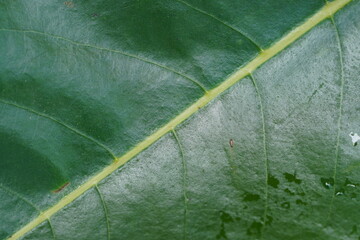 close up green leaf texture, 