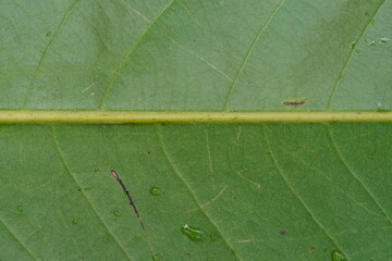 close up green rear leaf texture, natural background