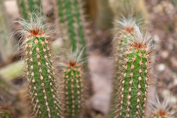 Oreocereus Doelzianus cactus in Saint Gallen in Switzerland