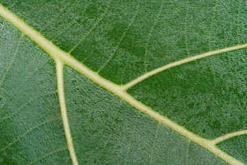 close up of green leaf texture and leaf veins