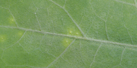 super close up view of leaf ,  banner use