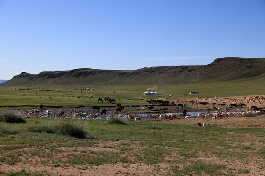 Characteristic Mongolian landscape with grazing animals