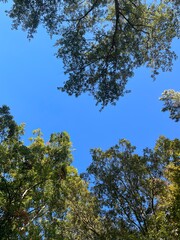 Looking at clear blue sky through green trees