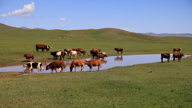 Characteristic Mongolian landscape with grazing animals