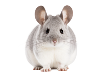 Chinchilla Soft Furred Rodent on a White or Clear Surface PNG Transparent Background