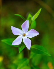 Fiore a stella bianco con sfumature viola, piccolo fiorellino immerso nel verde , con le foglioline...