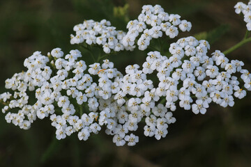 Yarrow (Achillea) blooms naturally in the grass