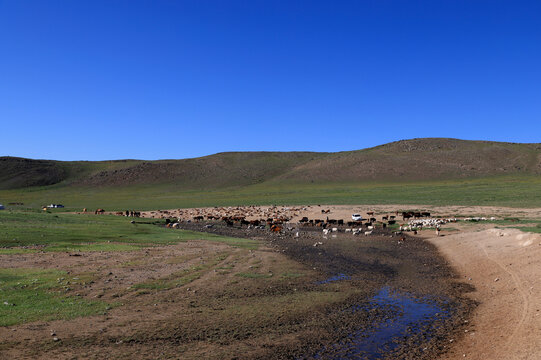 Characteristic Mongolian landscape with grazing animals