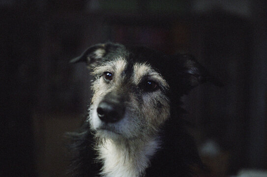 Portrait of a fluffy big dog - film photo