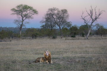 Large male lion yawning with sunset in the  background