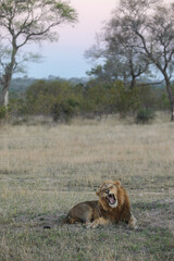 Large male lion yawning with sunset in the  background