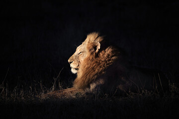 Male lion resting on the ground at night with artistic side lighting