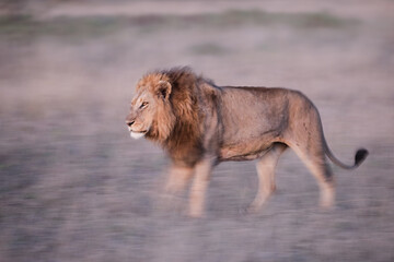 Large male lion walking int he late afternoon with artistic motion blur