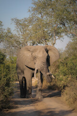 Large African elephant walking down road