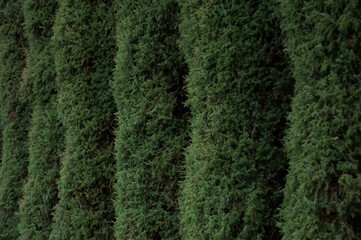 Thuja trees east green coniferous tree