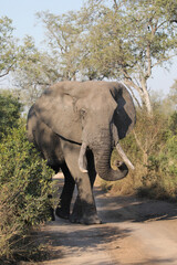 Large African elephant walking down road