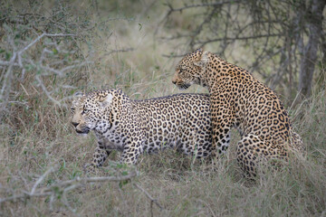 Two leopards confronting each other before mating