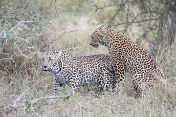 Two leopards confronting each other before mating