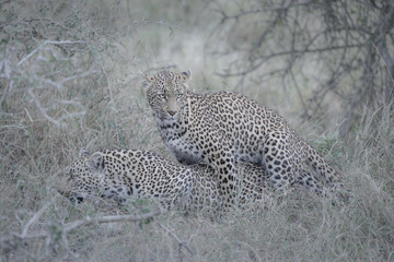 Two leopards mating in the wild