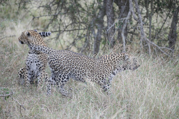 Portrait of a leopard with another leopard nearby