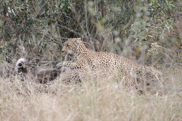 Two leopards confronting each other before mating