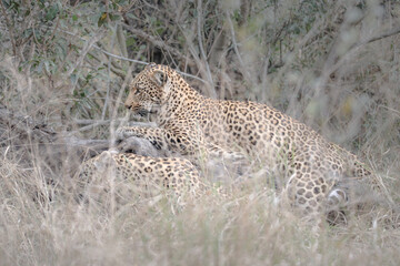 Portrait of a leopard with another leopard nearby