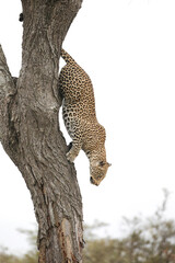 Large male leopard climbing out of tree