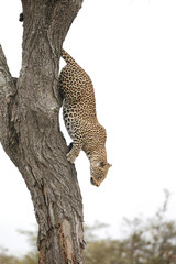 Large male leopard climbing out of tree © John
