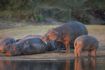 Pod of hippos resting on the bank of a river