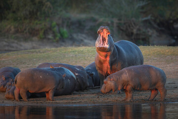 Pod of hippos resting on the bank of a river