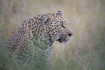 Portrait of the face of an African leopard
