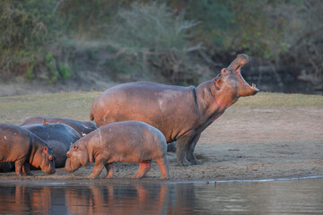 Pod of hippos resting on the bank of a river