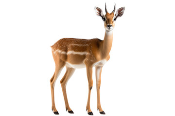 Gerenuk Jungle Beauty Deer on a White or Clear Surface PNG Transparent Background