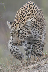 Portrait of an African leopard