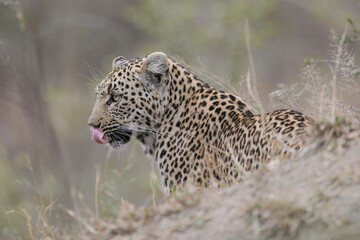 Portrait of the face of an African leopard