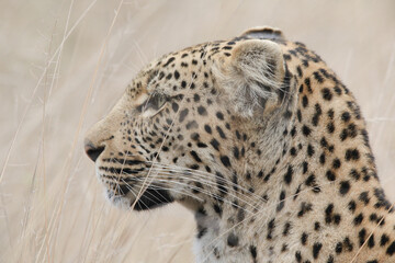 Portrait of the face of an African leopard