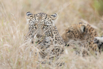 Portrait of a leopard with another leopard nearby