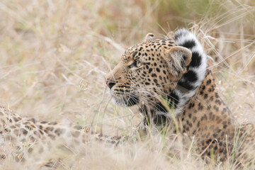 African leopard resting in the bush