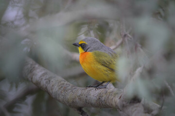 Orange-breasted bush-shrike hiding in a tree