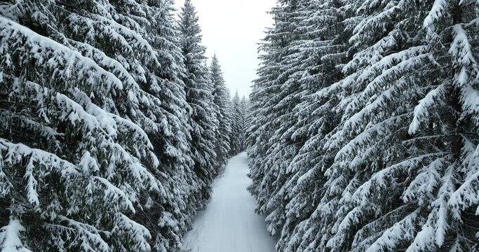 Misty Sunset on the Snowy Mountains aerial drone point of view Forests cross country paths in pine trees winter with fresh country road. 