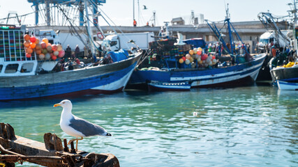 Seagull in the port of Essaouira, Morocco. The lively port is full of fishing boats, bringing in...