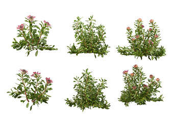 Many plants and flowers on transparent background