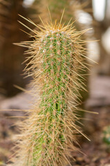 Trichocereus Orurensis cactus in Saint Gallen in Switzerland