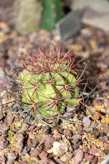 Denmoza Rhodacantha cactus in Saint Gallen in Switzerland