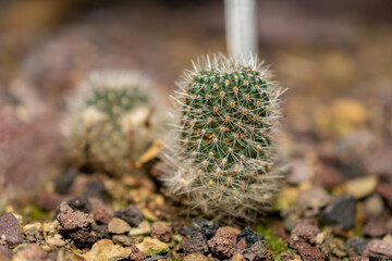 Rebutia Minuscula cactus in Saint Gallen in Switzerland