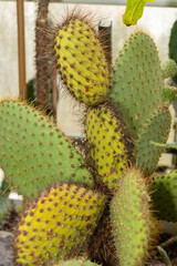 Opuntia Galapageia cactus in Saint Gallen in Switzerland