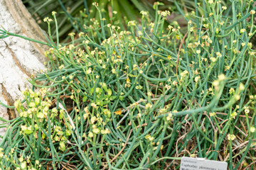 Euphorbia Pteroneura plant in Saint Gallen in Switzerland